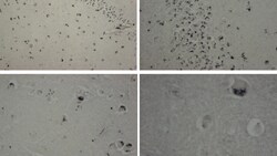 MilliporeSigma Prodynorphin (Dynorphin B29), Mouse, Unlabeled, Clone: Dyn9,